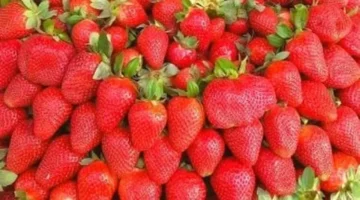 بـ 15 جنيهًا للكيلو.. تباين في أسعار الفراولة والفاكهة بأسواق القليوبية اليوم